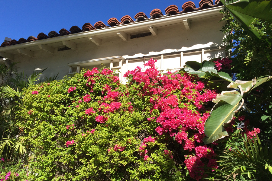 Bougainvillea