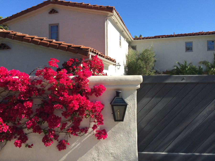 Bougainvillea