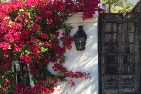 Bougainvillea: The ‘Go To’ Global Classic