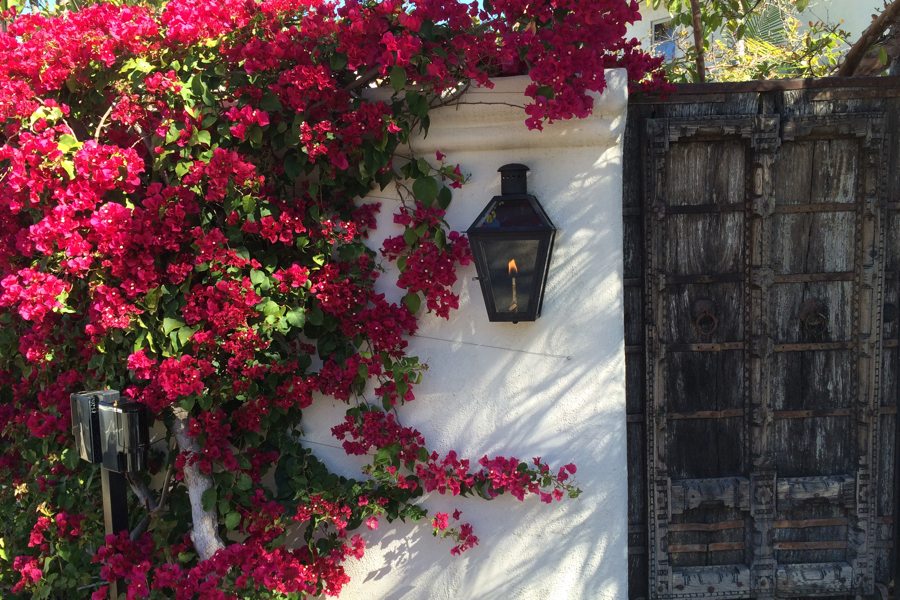 Bougainvillea