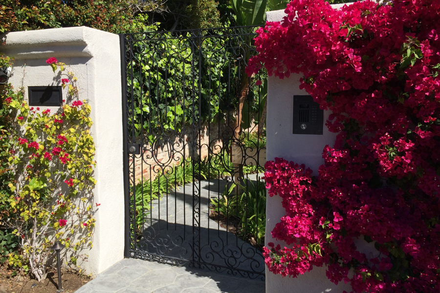 Bougainvillea