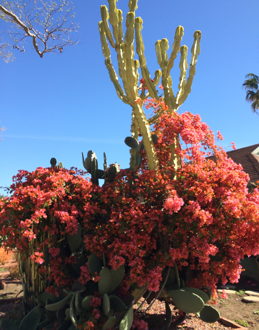 Bougainvillea