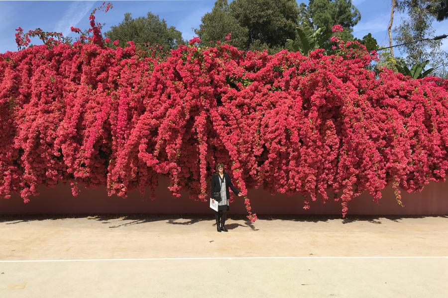 Bougainvillea